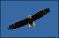 _0SB7945 american bald eagle